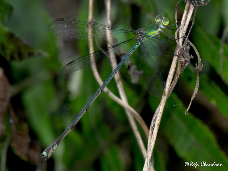 Malayalee team find rare species of Orolestes selysi from Assam