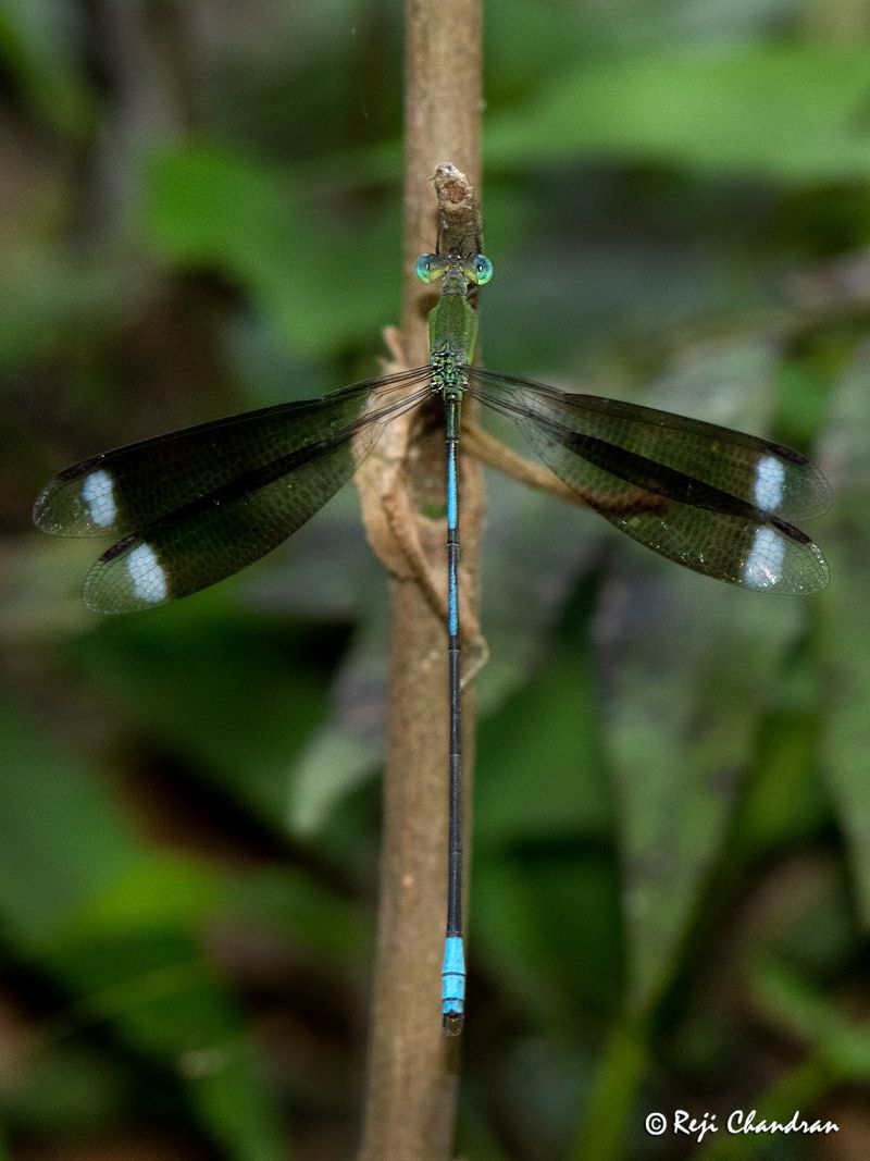 Malayalee team find rare species of Orolestes selysi from Assam