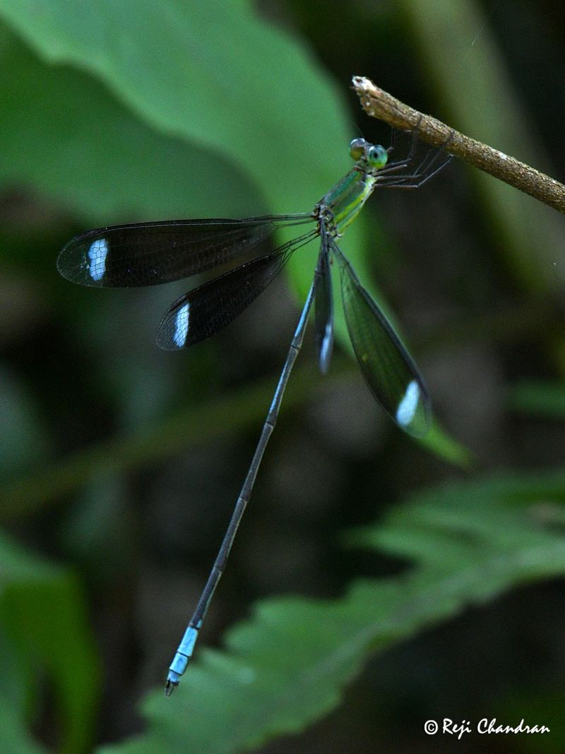 Malayalee team find rare species of Orolestes selysi from Assam