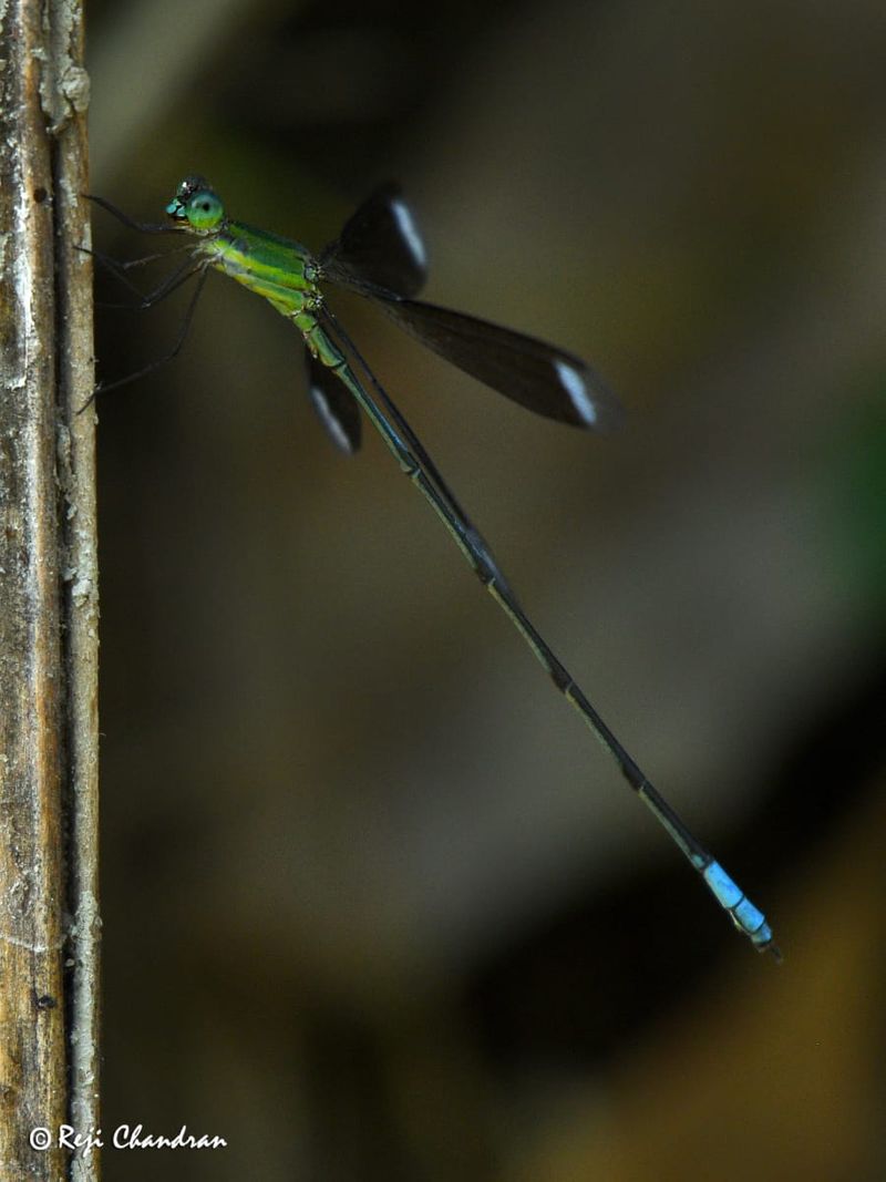 Malayalee team find rare species of Orolestes selysi from Assam