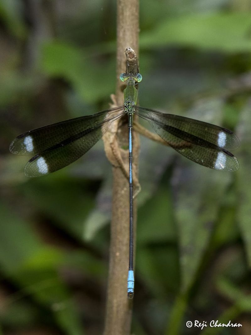 Malayalee team find rare species of Orolestes selysi from Assam