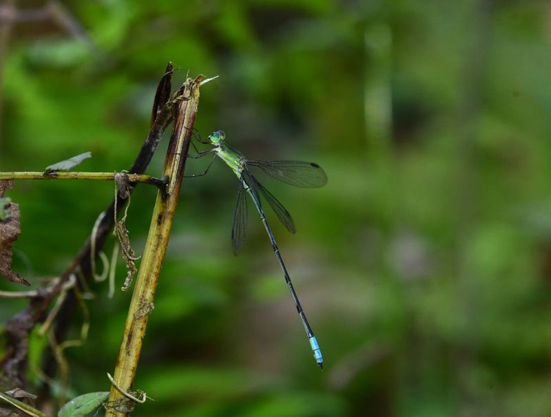 Malayalee team find rare species of Orolestes selysi from Assam