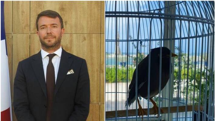French Ambassador to UAE helped to rescue pet bird of an Afghan girl French Ambassador to UAE helped to rescue pet bird of an Afghan girl