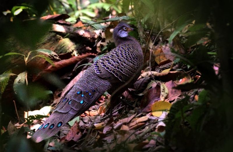 Malayalee team find rare species of Orolestes selysi from Assam