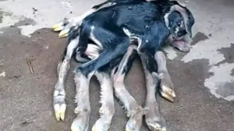 Navratri 2021 Goat gave birth to 8 legged lamb in Bihar