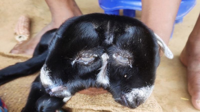 Navratri 2021 Goat gave birth to 8 legged lamb in Bihar