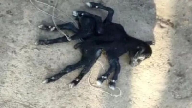 Navratri 2021 Goat gave birth to 8 legged lamb in Bihar