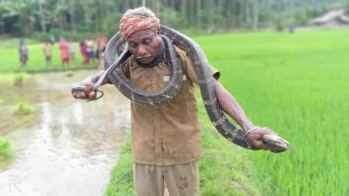 man dies of snake bite while he exhibiting king cobra man dies of snake bite while he exhibiting king cobra