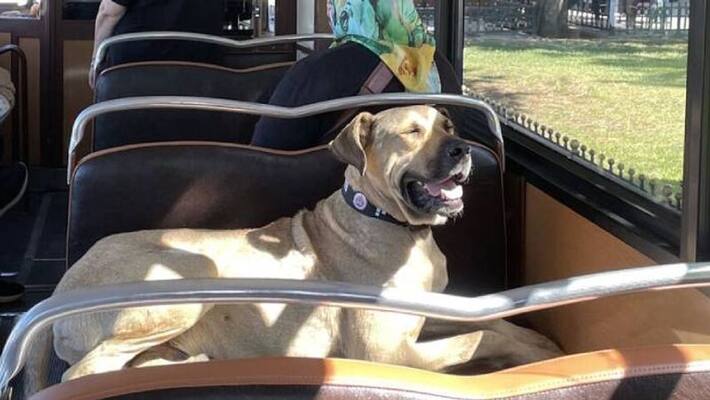 social media influencer dog from Istanbul Boji social media influencer dog from Istanbul Boji