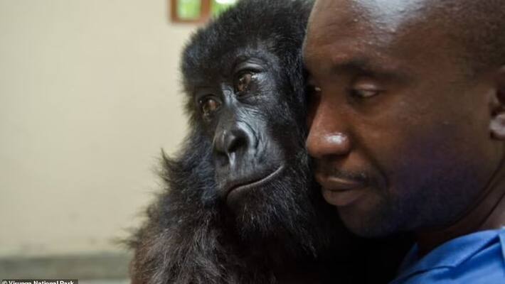 heart breaking viral photo mountain gorilla dies in her caretaker arms bsm heart breaking viral photo mountain gorilla dies in her caretaker arms bsm