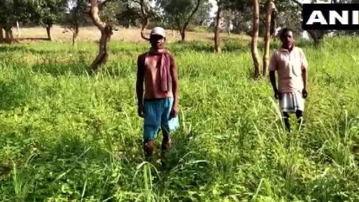 farmers in Khunti forgo opium cultivation and embrace lemongrass farmers in Khunti forgo opium cultivation and embrace lemongrass