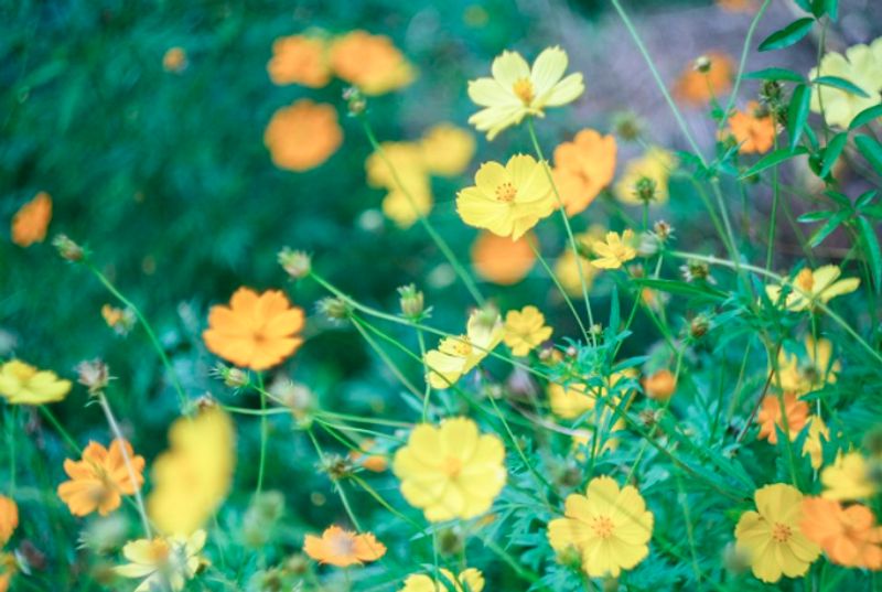 Thousands Of Yellow Cosmos Flowers Bloomed In Pune people click photos dpl