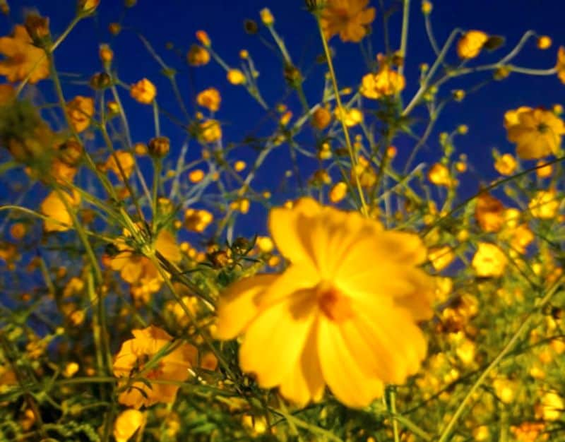 Thousands Of Yellow Cosmos Flowers Bloomed In Pune people click photos dpl