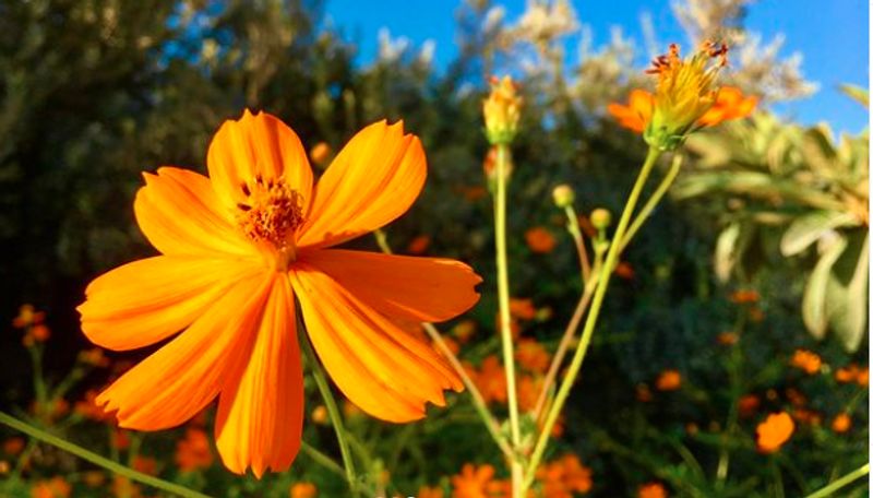 Thousands Of Yellow Cosmos Flowers Bloomed In Pune people click photos dpl