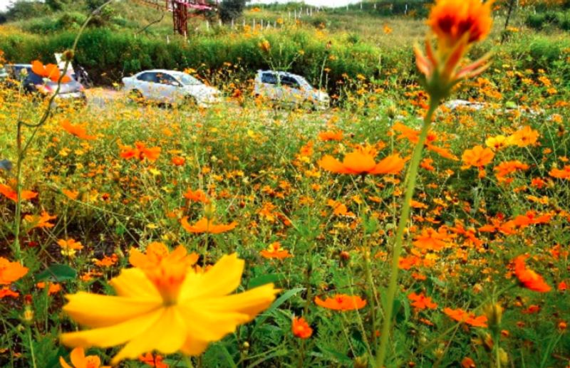 Thousands Of Yellow Cosmos Flowers Bloomed In Pune people click photos dpl