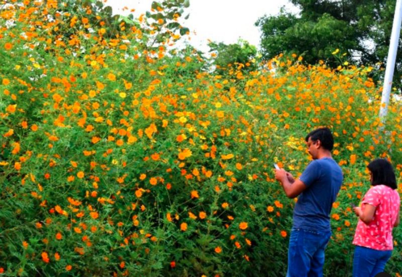 Thousands Of Yellow Cosmos Flowers Bloomed In Pune people click photos dpl