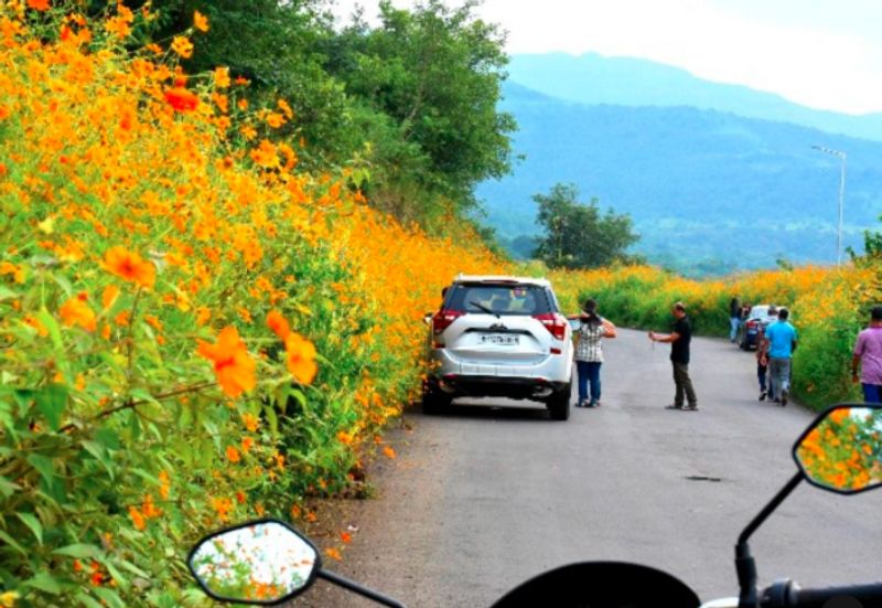 Thousands Of Yellow Cosmos Flowers Bloomed In Pune people click photos dpl