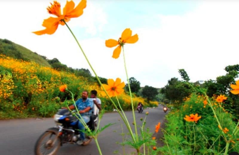 Thousands Of Yellow Cosmos Flowers Bloomed In Pune people click photos dpl