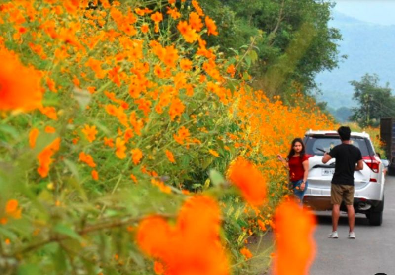 Thousands Of Yellow Cosmos Flowers Bloomed In Pune people click photos dpl