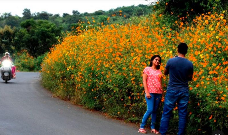 Thousands Of Yellow Cosmos Flowers Bloomed In Pune people click photos dpl