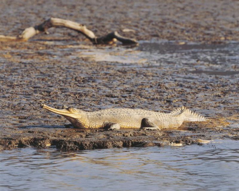 Jim Corbett National Park Will Not Be Renamed Uttarakhand Govt says