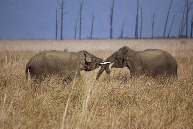 Jim Corbett National Park Will Not Be Renamed Uttarakhand Govt says