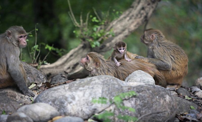 Jim Corbett National Park Will Not Be Renamed Uttarakhand Govt says