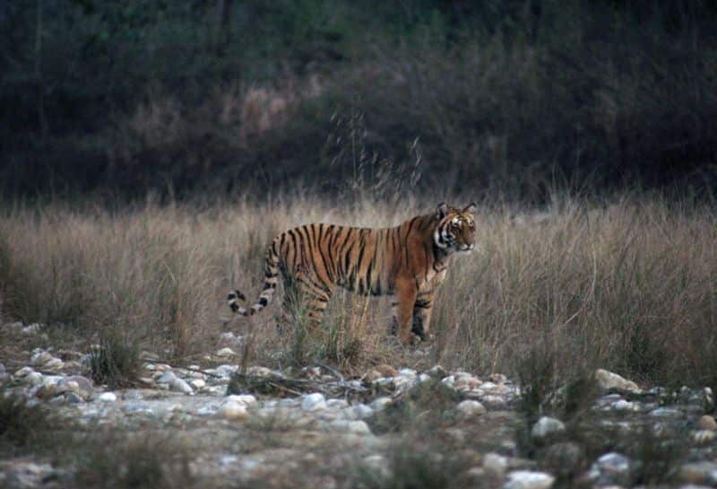 Camera trapping started to know the number of tigers in the Sundarbans bpsb