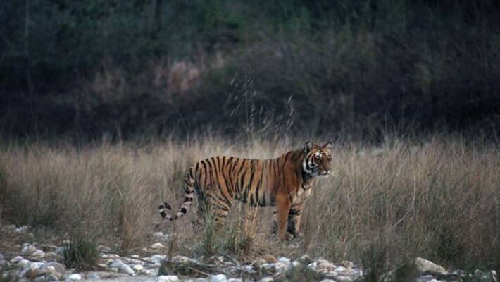 Tiger Wandering In komaram bheem district Tiger Wandering In komaram bheem district