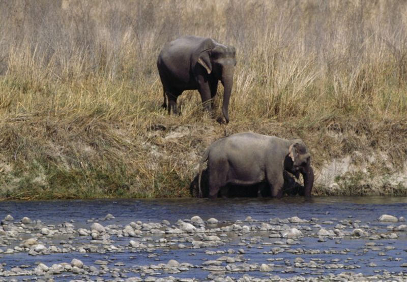 Jim Corbett National Park Will Not Be Renamed Uttarakhand Govt says