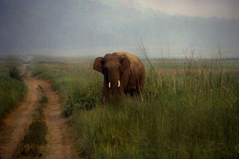 Jim Corbett National Park Will Not Be Renamed Uttarakhand Govt says