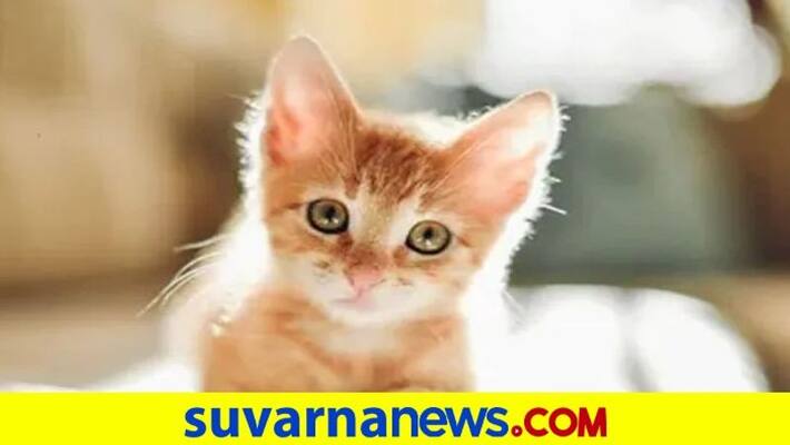 House Fire Caused By Cats In South Korea House Fire Caused By Cats In South Korea