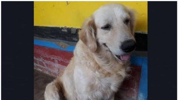 animal rights groups seek info on dog killers, announce Rs 60,000 bounty animal rights groups seek info on dog killers, announce Rs 60,000 bounty