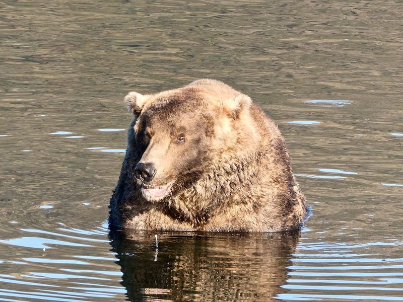 480 Otis wins fat bear compatition fourth time in Katmai National Park