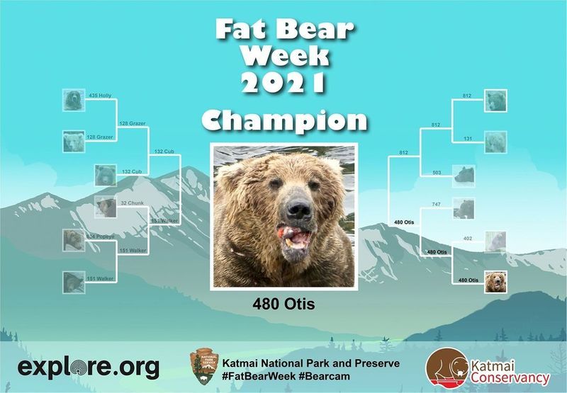 480 Otis wins fat bear compatition fourth time in Katmai National Park