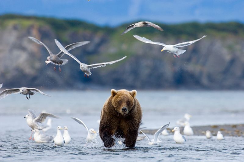 480 Otis wins fat bear compatition fourth time in Katmai National Park