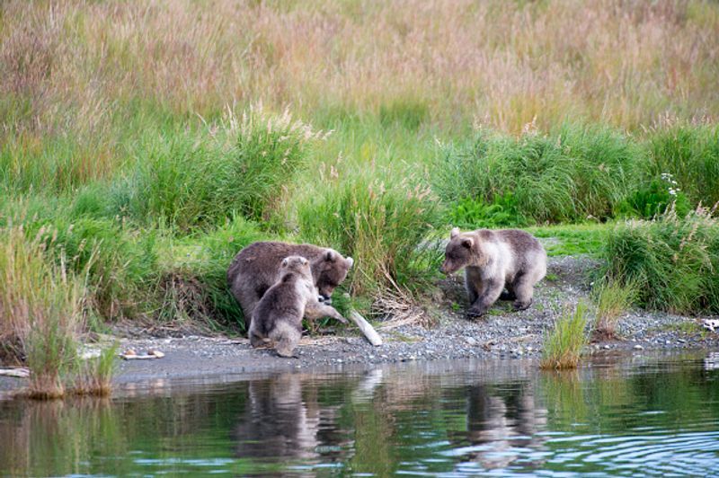 480 Otis wins fat bear compatition fourth time in Katmai National Park