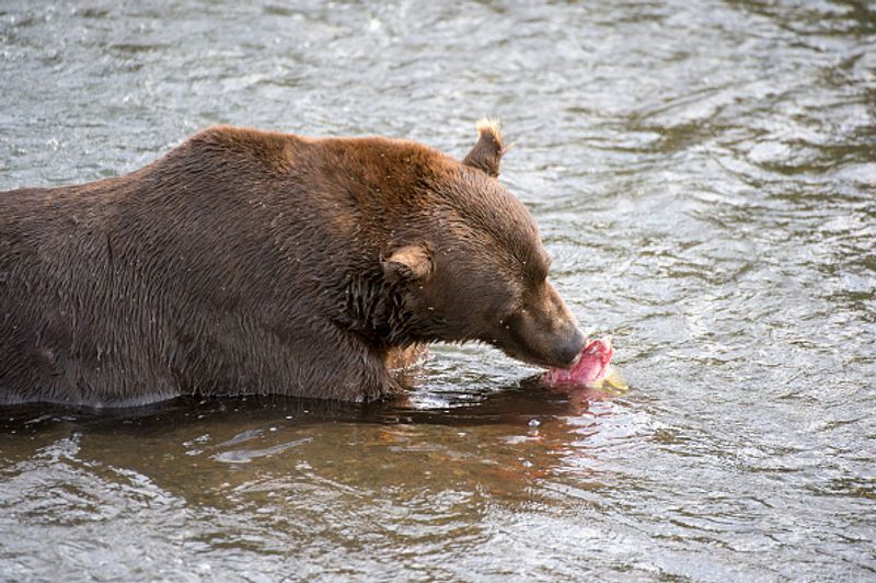 480 Otis wins fat bear compatition fourth time in Katmai National Park