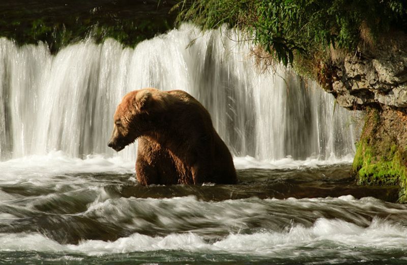 480 Otis wins fat bear compatition fourth time in Katmai National Park
