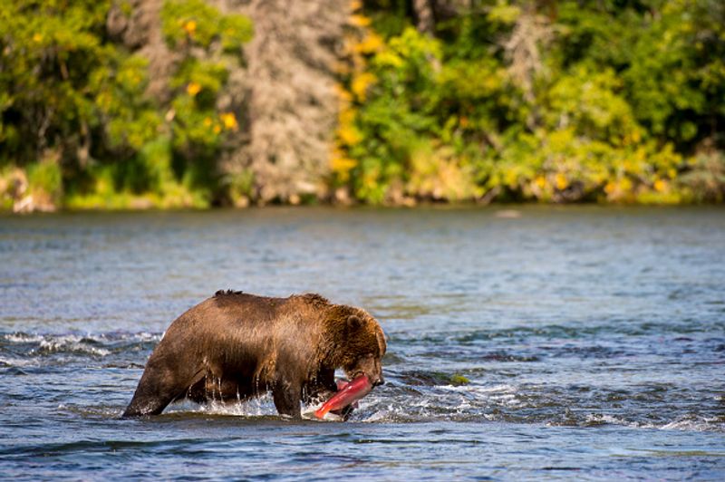 480 Otis wins fat bear compatition fourth time in Katmai National Park