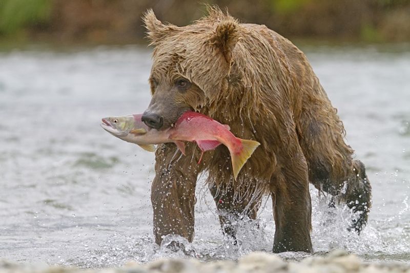 480 Otis wins fat bear compatition fourth time in Katmai National Park