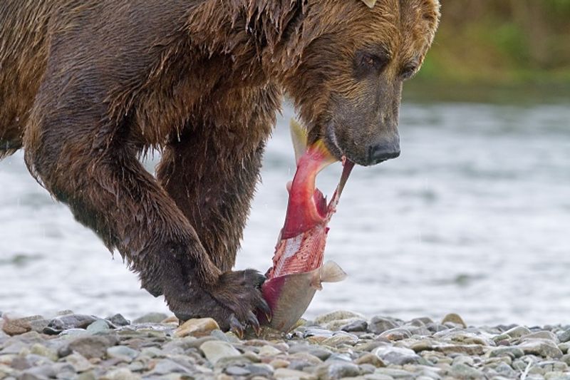 480 Otis wins fat bear compatition fourth time in Katmai National Park