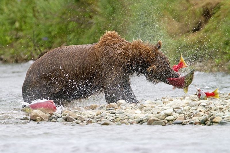 480 Otis wins fat bear compatition fourth time in Katmai National Park