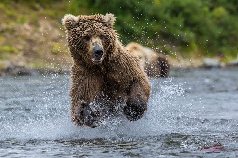 480 Otis wins fat bear compatition fourth time in Katmai National Park