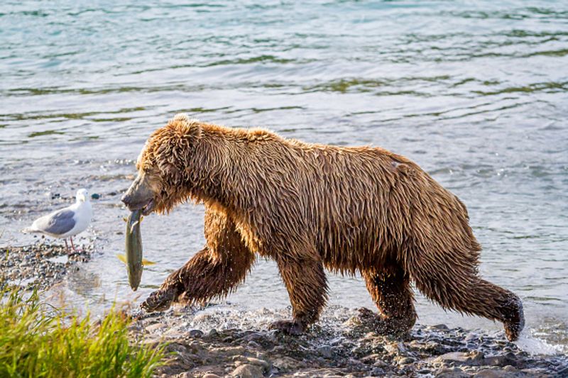 480 Otis wins fat bear compatition fourth time in Katmai National Park