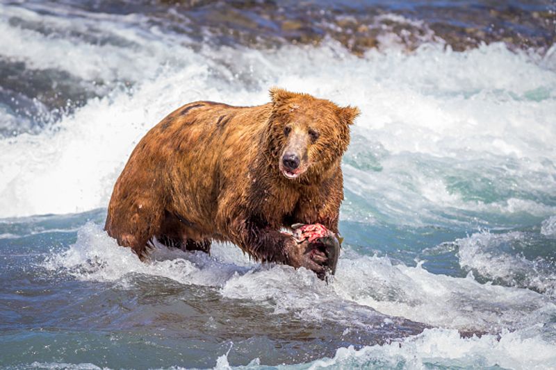 480 Otis wins fat bear compatition fourth time in Katmai National Park