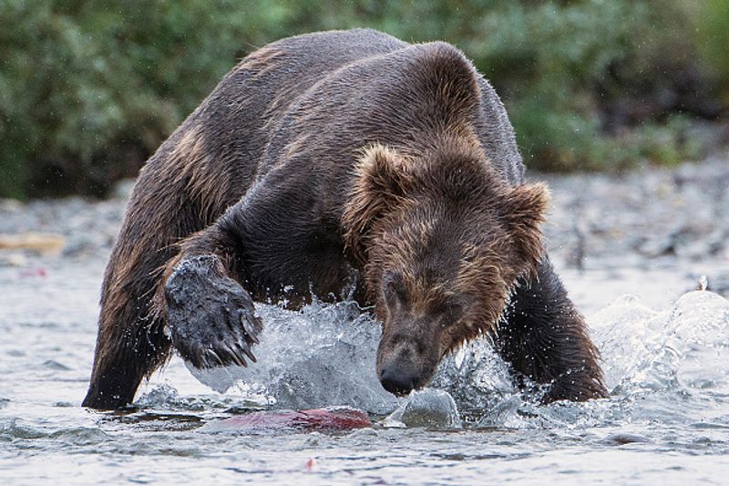 480 Otis wins fat bear compatition fourth time in Katmai National Park