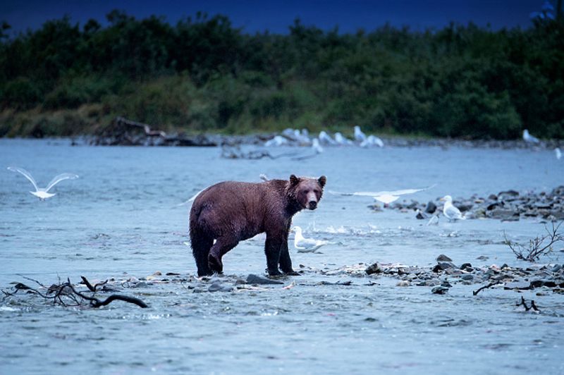 480 Otis wins fat bear compatition fourth time in Katmai National Park