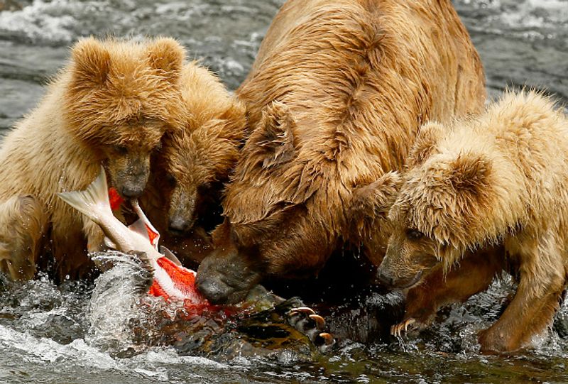 480 Otis wins fat bear compatition fourth time in Katmai National Park