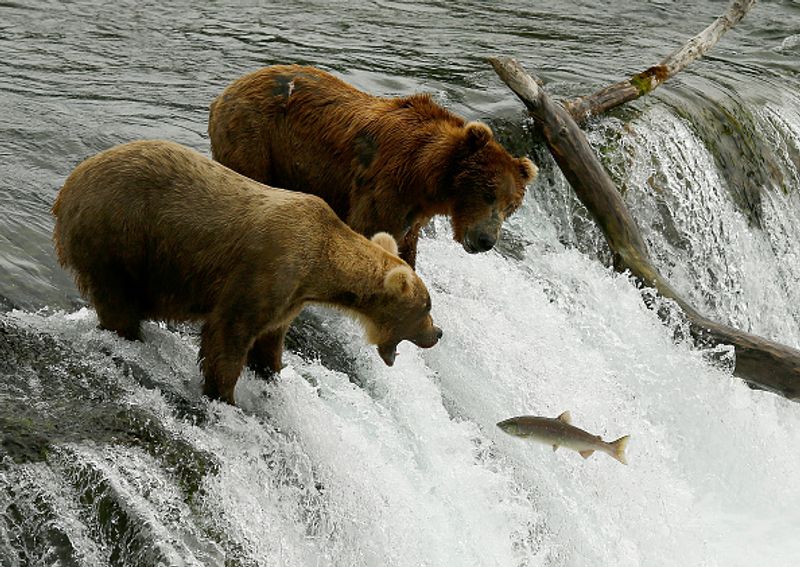 480 Otis wins fat bear compatition fourth time in Katmai National Park